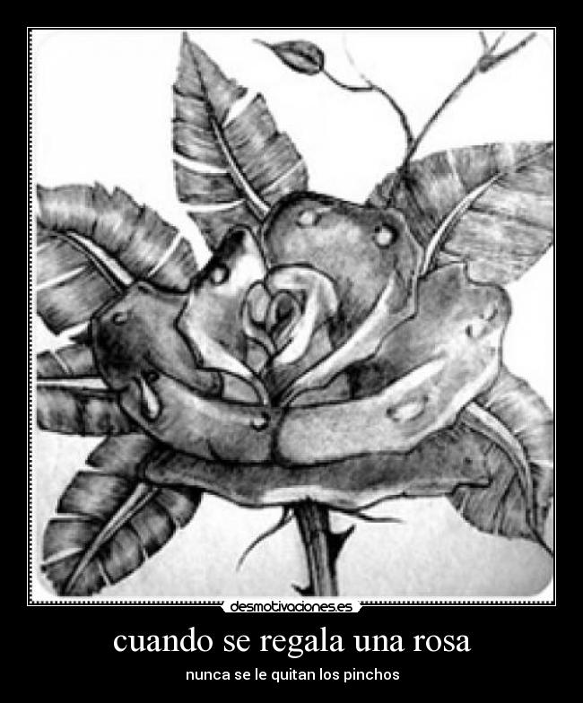 cuando se regala una rosa - 