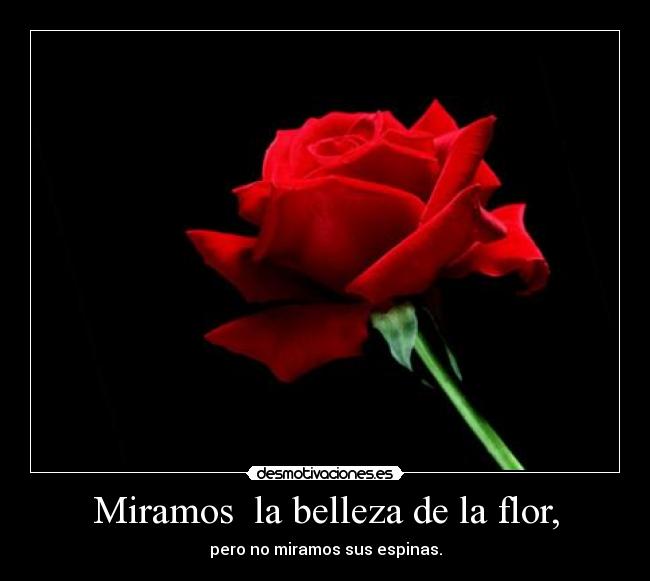 Miramos la belleza de la flor, -