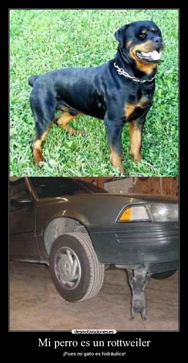 Mi perro es un rottweiler - ¡Pues mi gato es hidráulico!