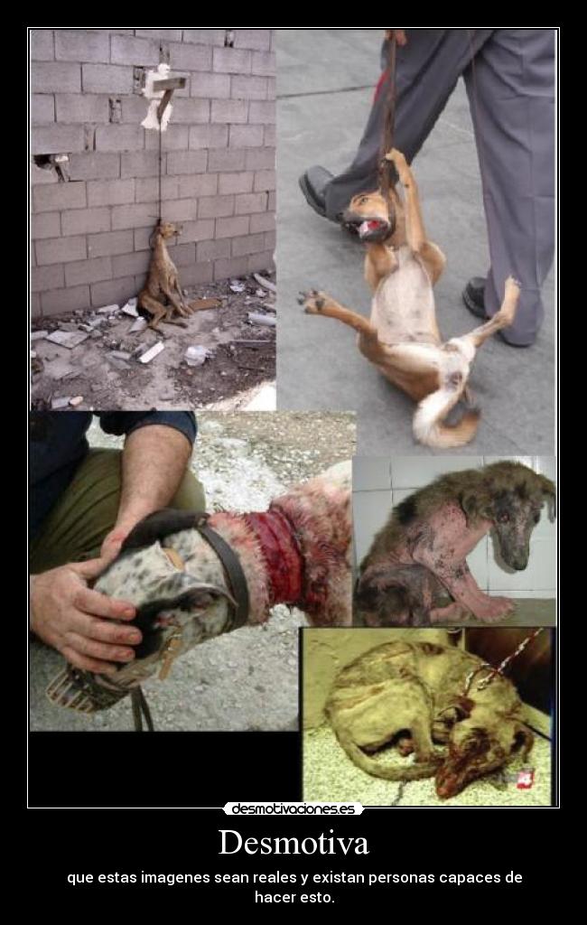 Desmotiva - que estas imagenes sean reales y existan personas capaces de
hacer esto.