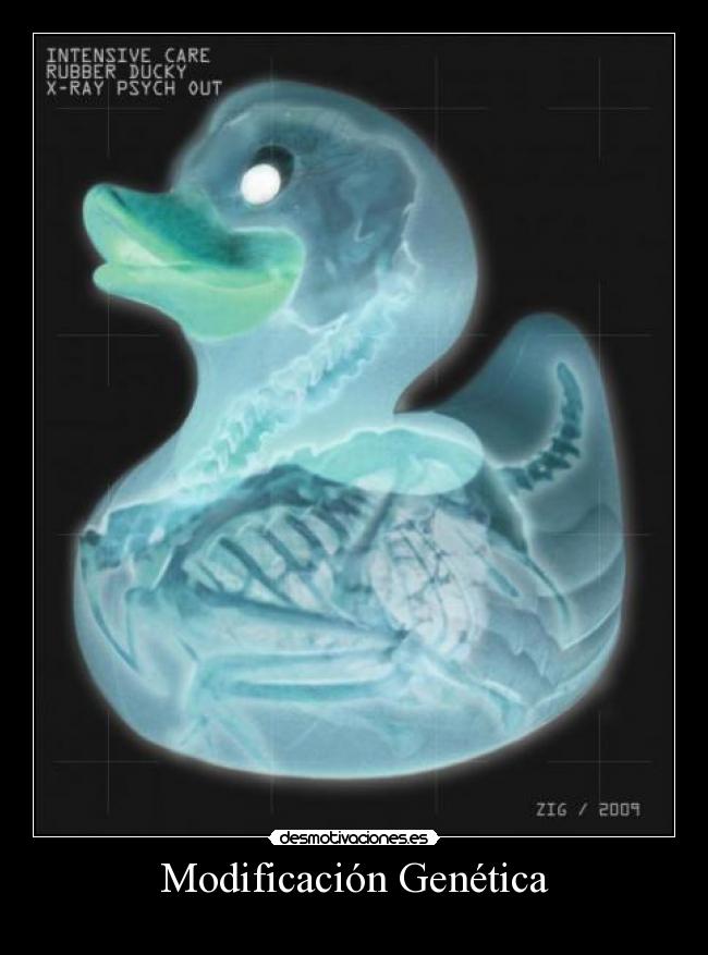 Modificación Genética -
