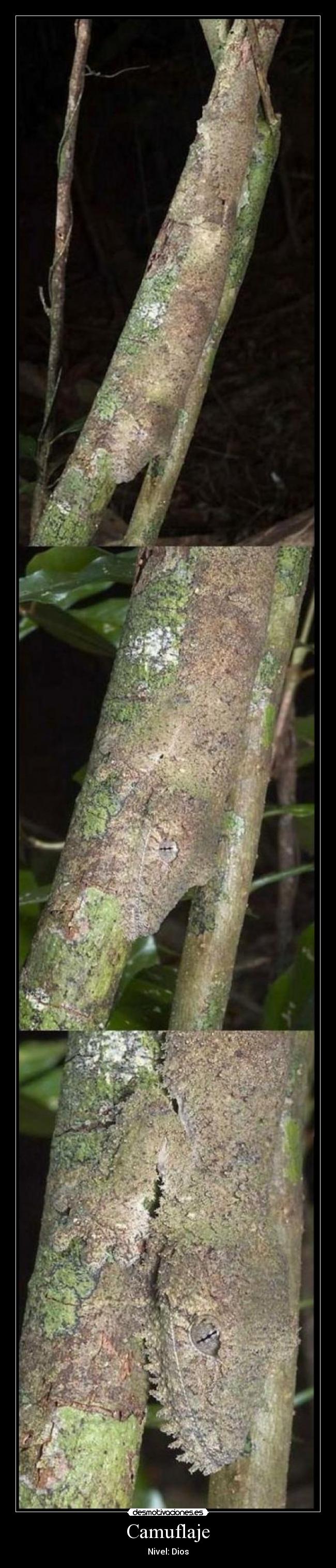 Camuflaje - Nivel: Dios