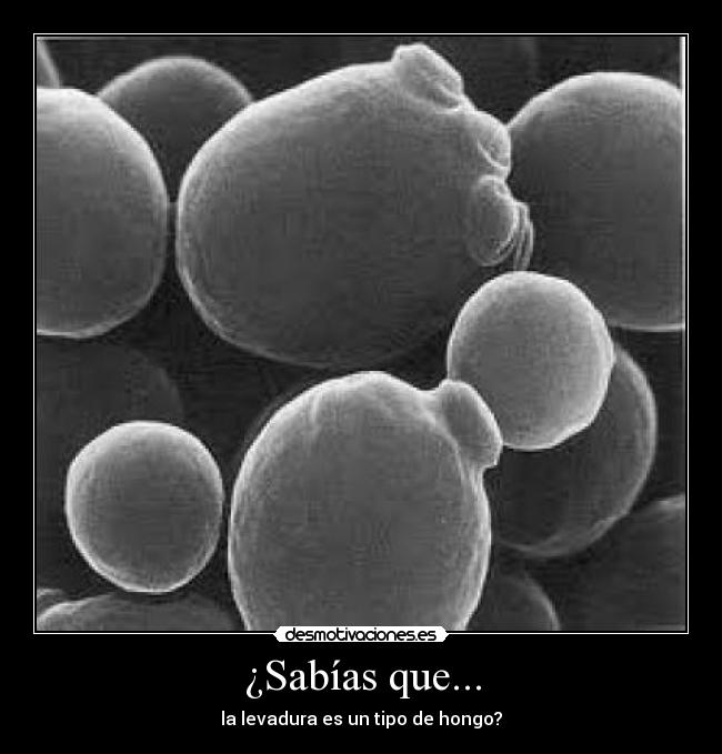¿Sabías que... - la levadura es un tipo de hongo?
