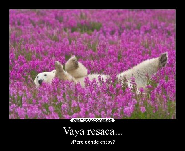 carteles oso flores resaca borrachero colegas principal desmotivaciones