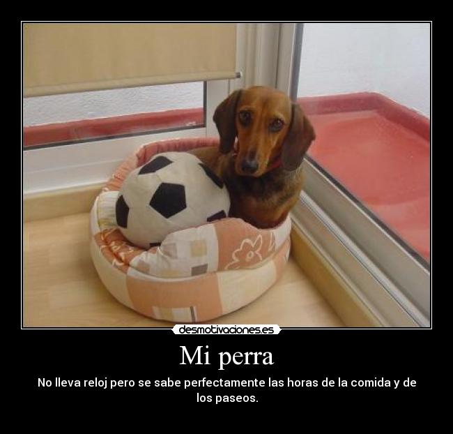 Mi perra - 