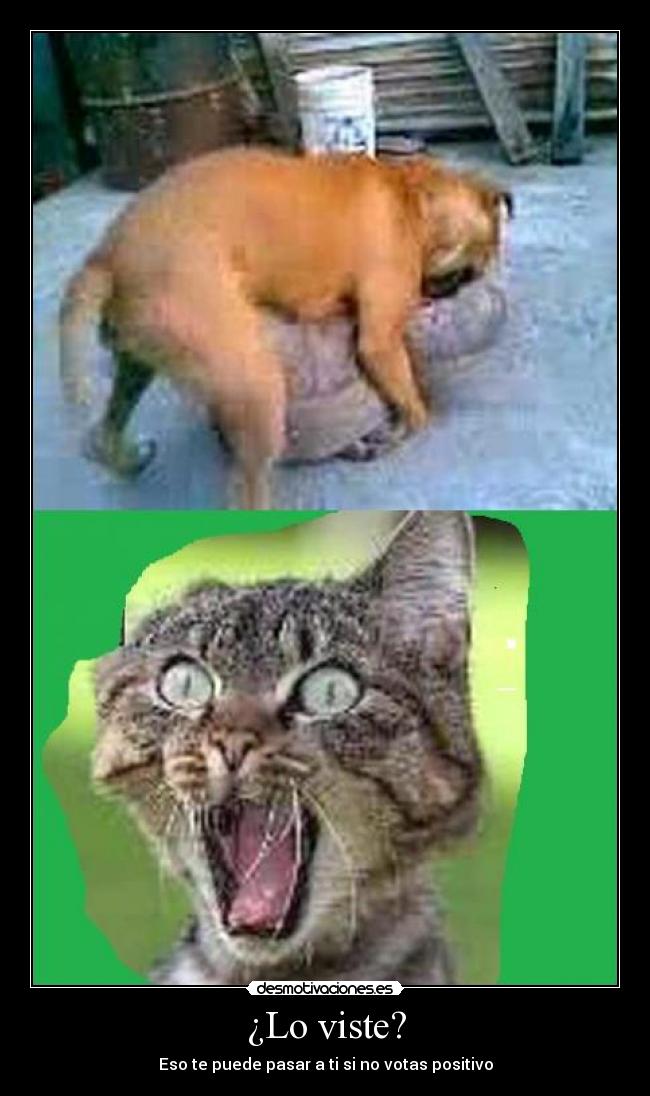 ¿Lo viste? - 