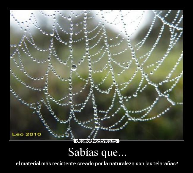 Sabías que... - el material más resistente creado por la naturaleza son las telarañas?