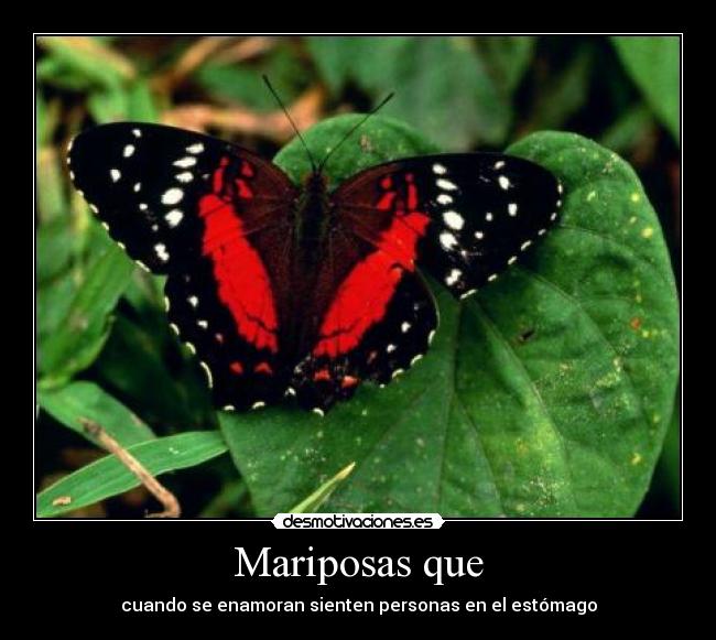 Mariposas que - 