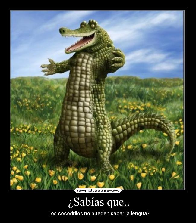 carteles cocodrilossabias queaor16 desmotivaciones