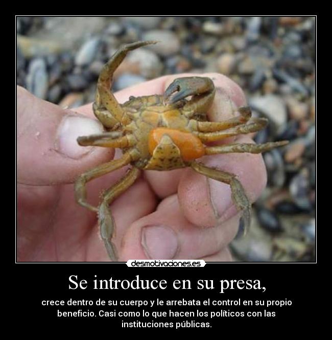 Se introduce en su presa, -