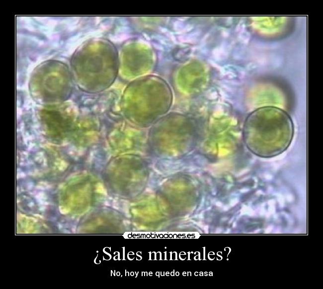 ¿Sales minerales? - No, hoy me quedo en casa