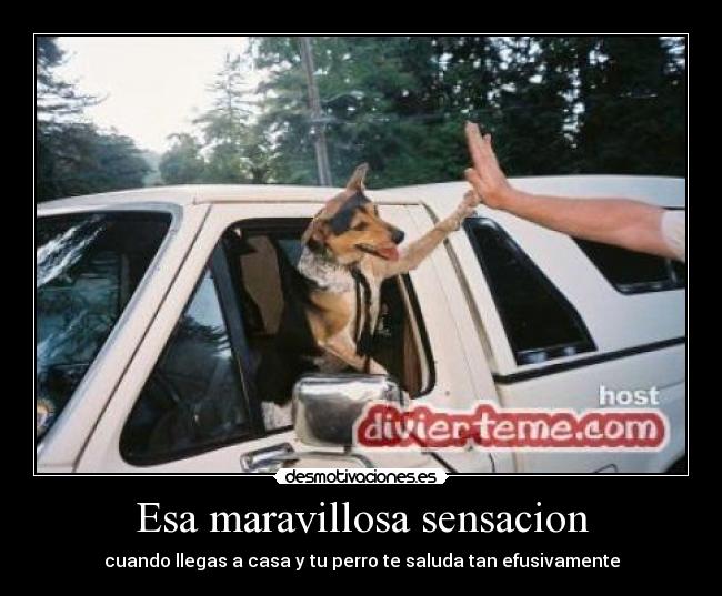 Esa maravillosa sensacion - cuando llegas a casa y tu perro te saluda tan efusivamente