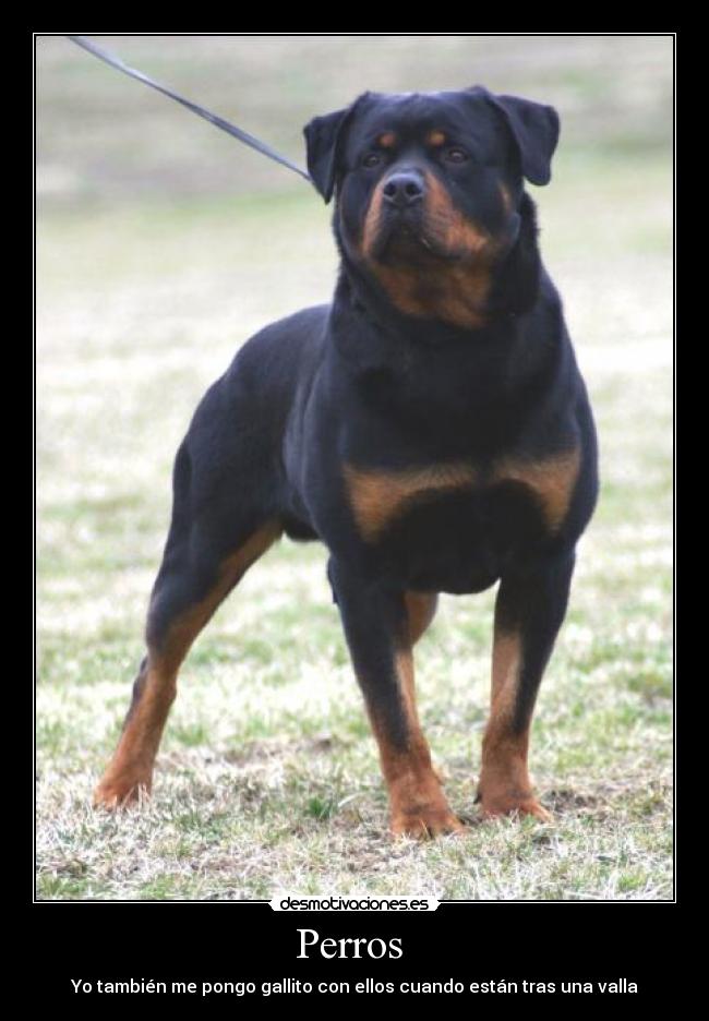 Perros - Yo también me pongo gallito con ellos cuando están tras una valla
