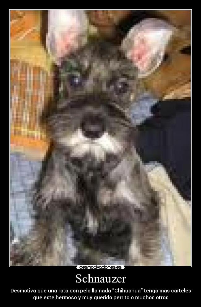 Schnauzer - Desmotiva que una rata con pelo llamada Chihuahua tenga mas carteles
que este hermoso y muy querido perrito o muchos otros