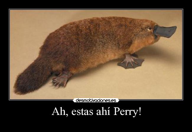 Ah, estas ahí Perry! - 