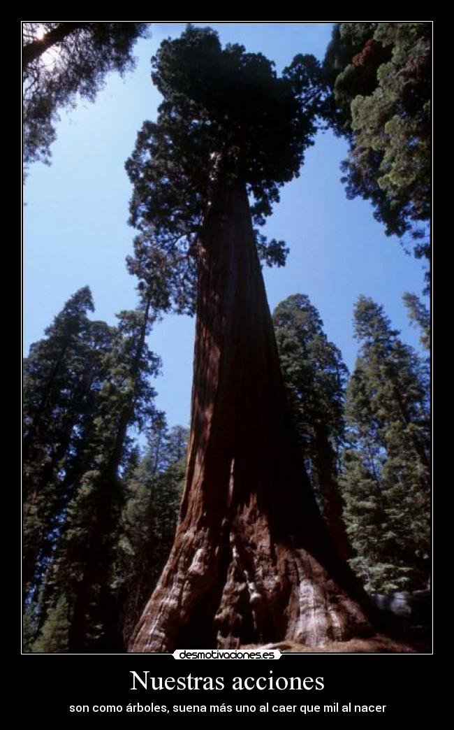 Nuestras acciones - son como árboles, suena más uno al caer que mil al nacer