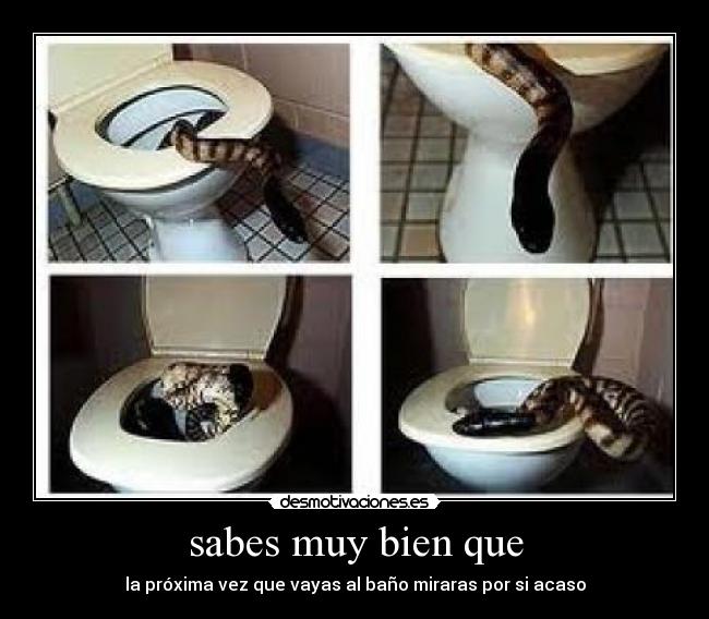 sabes muy bien que - la próxima vez que vayas al baño miraras por si acaso
