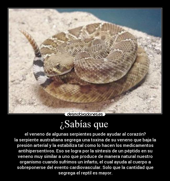 ¿Sabías que  - el veneno de algunas serpientes puede ayudar al corazón?
la serpiente australiana segrega una toxina de su veneno que baja la
presión arterial y la estabiliza tal como lo hacen los medicamentos
antihipersentivos. Eso se logra por la síntesis de un péptido en su
veneno muy similar a uno que produce de manera natural nuestro
organismo cuando sufrimos un infarto, el cual ayuda al cuerpo a
sobreponerse del evento cardiovascular. Solo que la cantidad que
segrega el reptil es mayor.