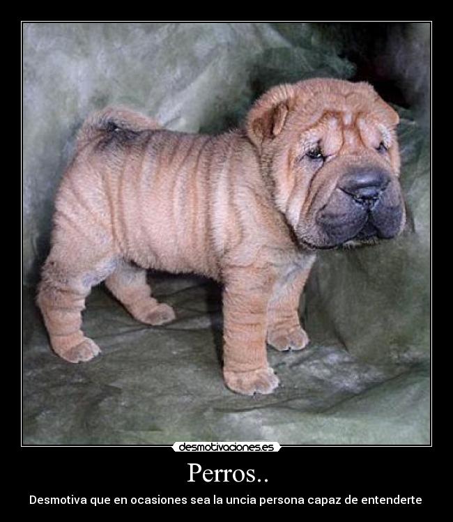 Perros.. -