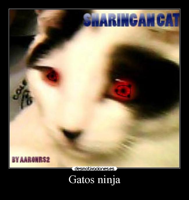 carteles gatos desmotivaciones