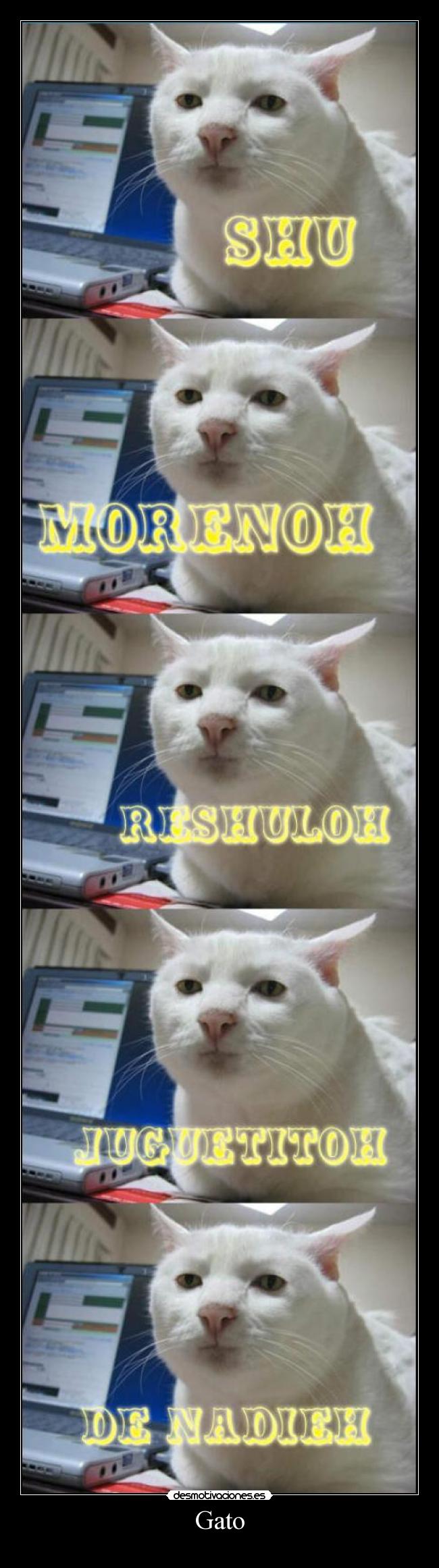 carteles gato desmotivaciones