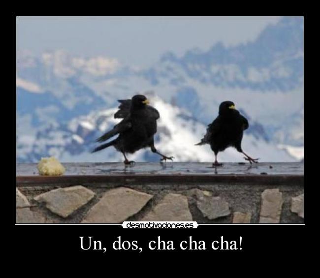 Un, dos, cha cha cha! -