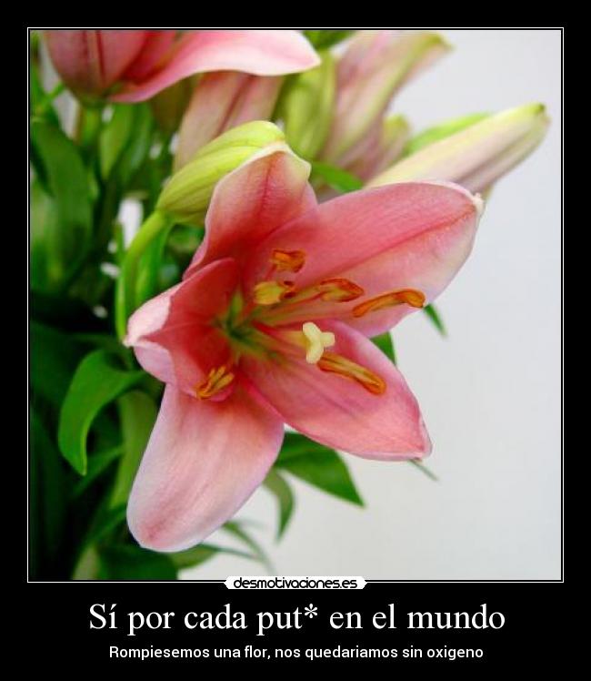 Sí por cada put* en el mundo - Rompiesemos una flor, nos quedariamos sin oxigeno
