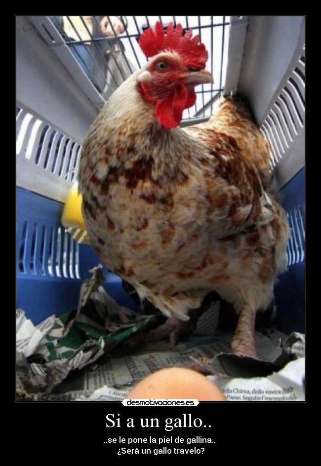 Si a un gallo.. -