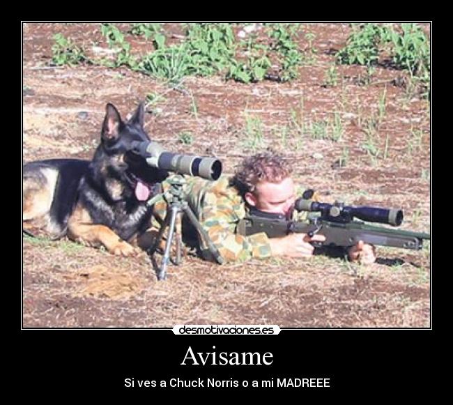 Avisame - Si ves a Chuck Norris o a mi MADREEE