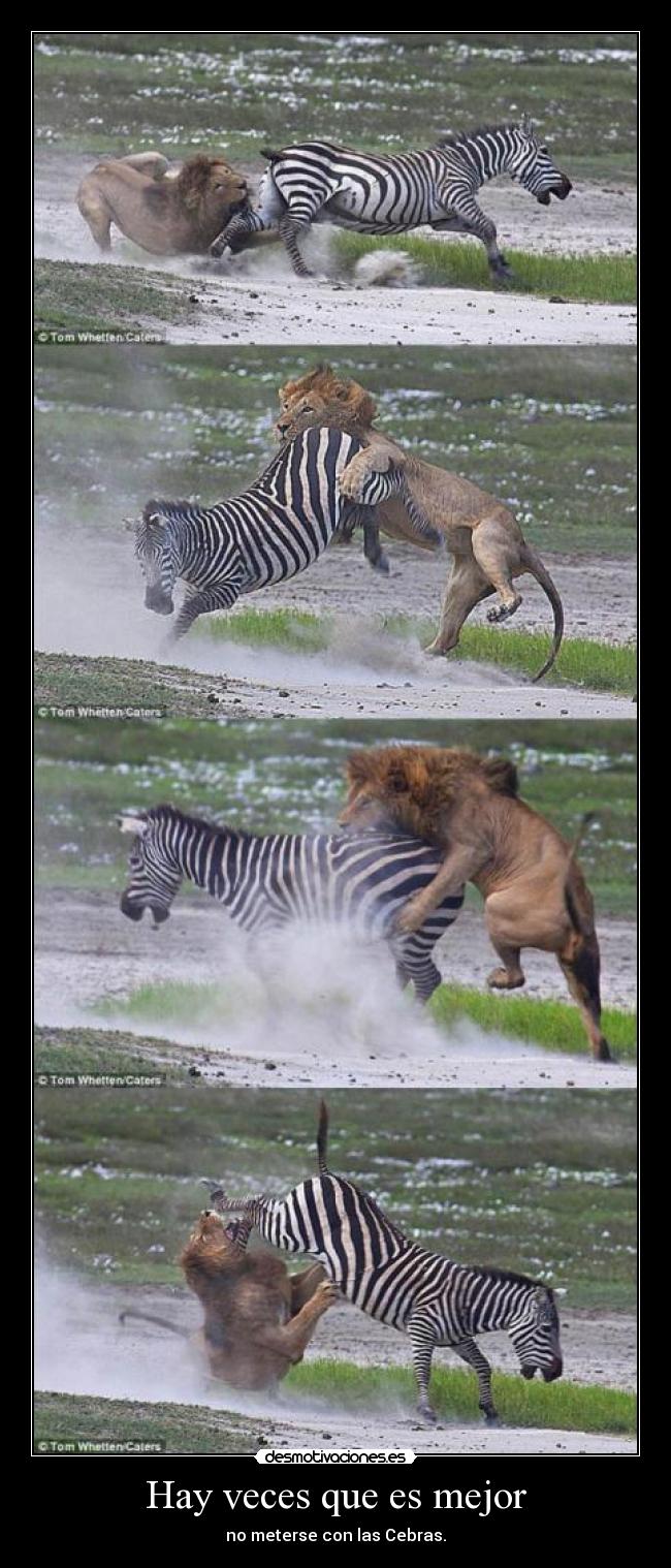 Hay veces que es mejor - no meterse con las Cebras.