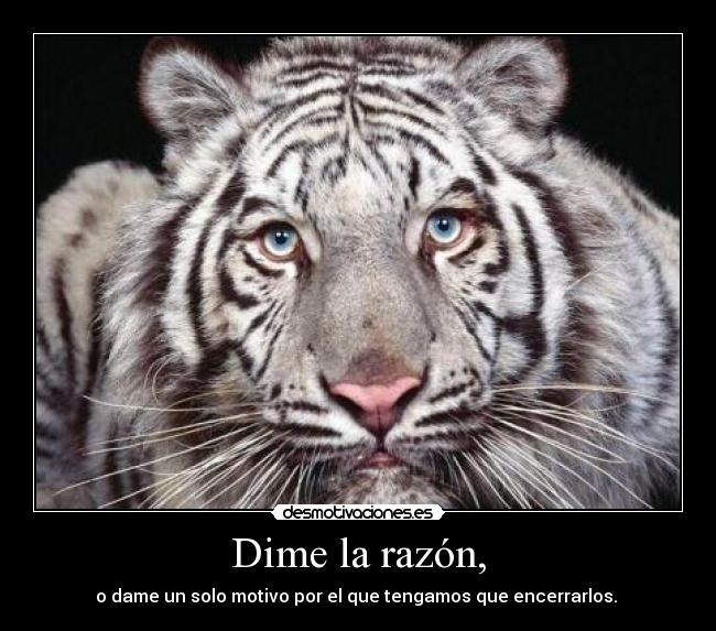 Dime la razón, - 