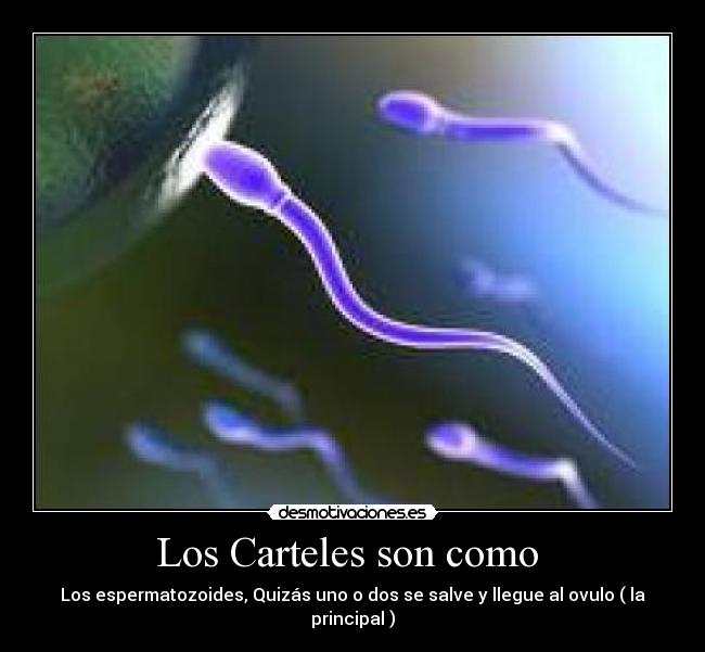 Los Carteles son como  - 