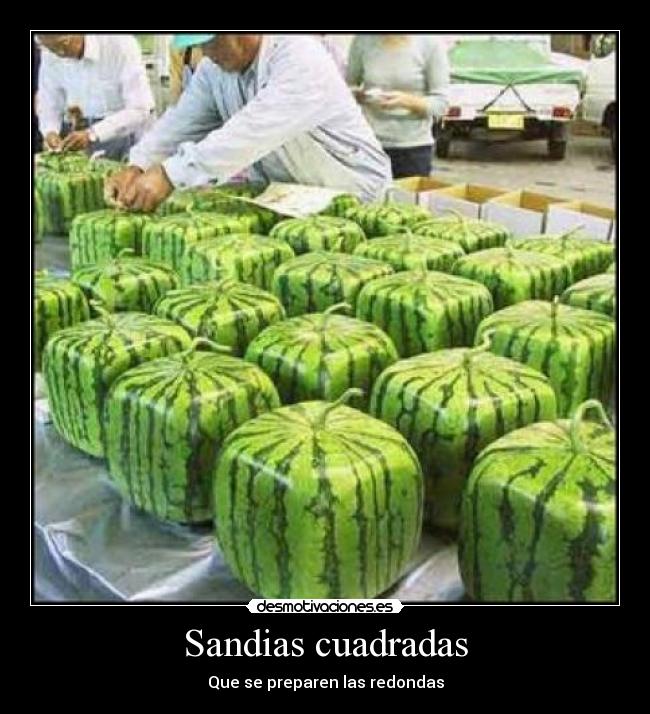 Sandias cuadradas -