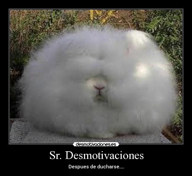 carteles desmotivaciones demostivaciones peludo desmotivaciones