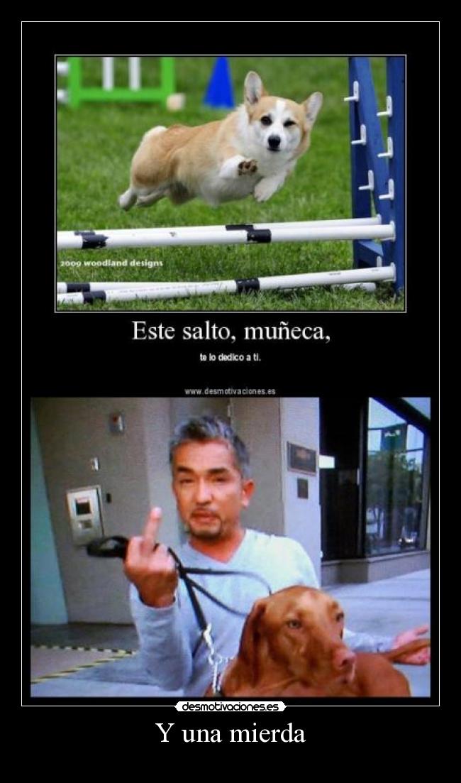 carteles salto perro cesar millan desmotivaciones