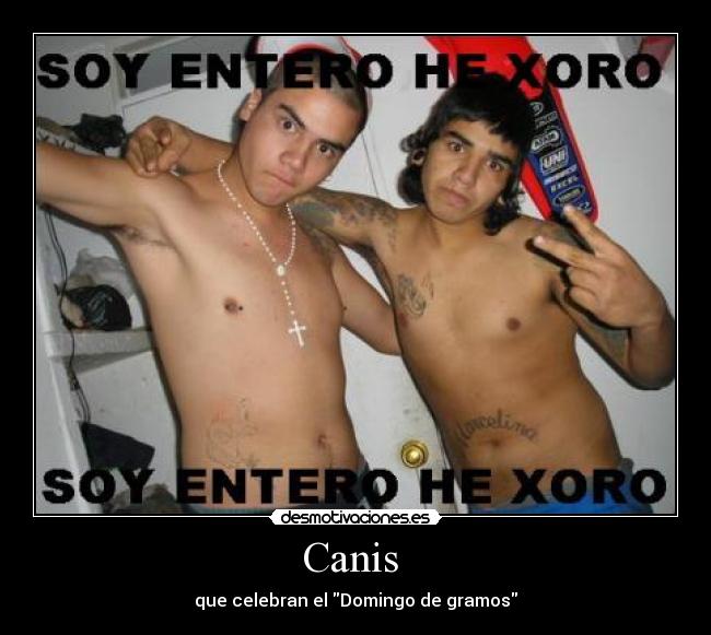 Canis  - que celebran el Domingo de gramos