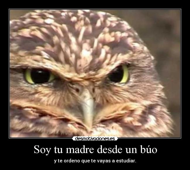 Soy tu madre desde un búo -