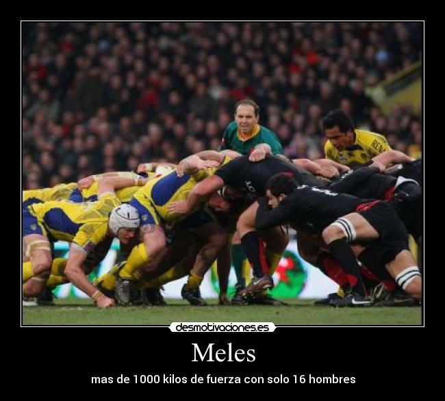 Meles - mas de 1000 kilos de fuerza con solo 16 hombres