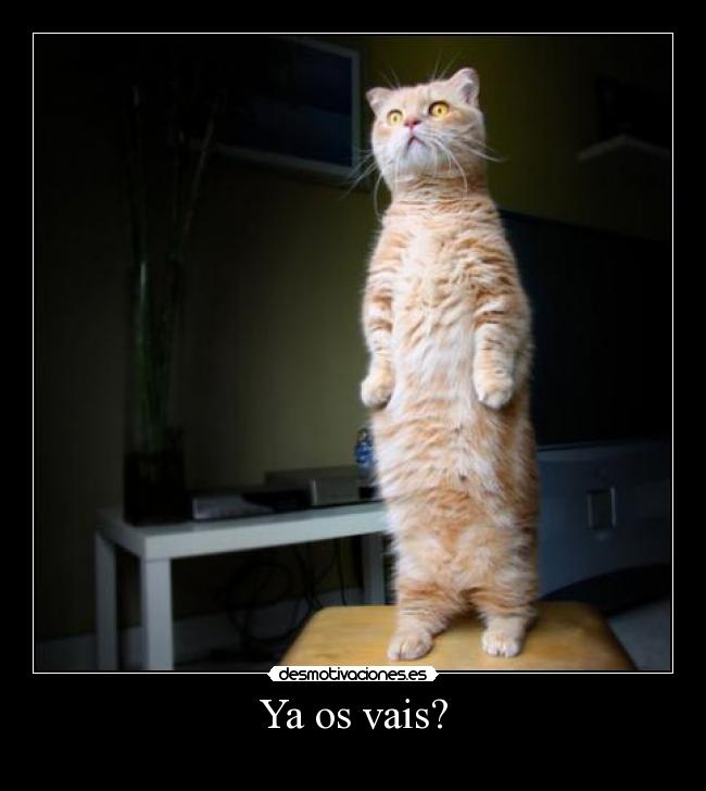 carteles gatosde pie desmotivaciones