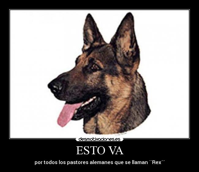 ESTO VA - por todos los pastores alemanes que se llaman ``Rex´´