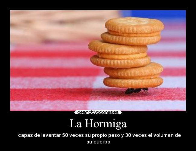La Hormiga - capaz de levantar 50 veces su propio peso y 30 veces el volumen de su cuerpo
