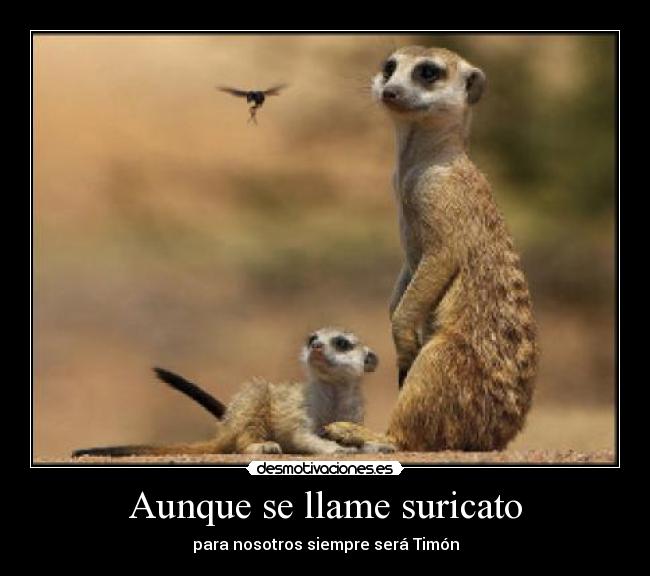 carteles timon desmotivaciones