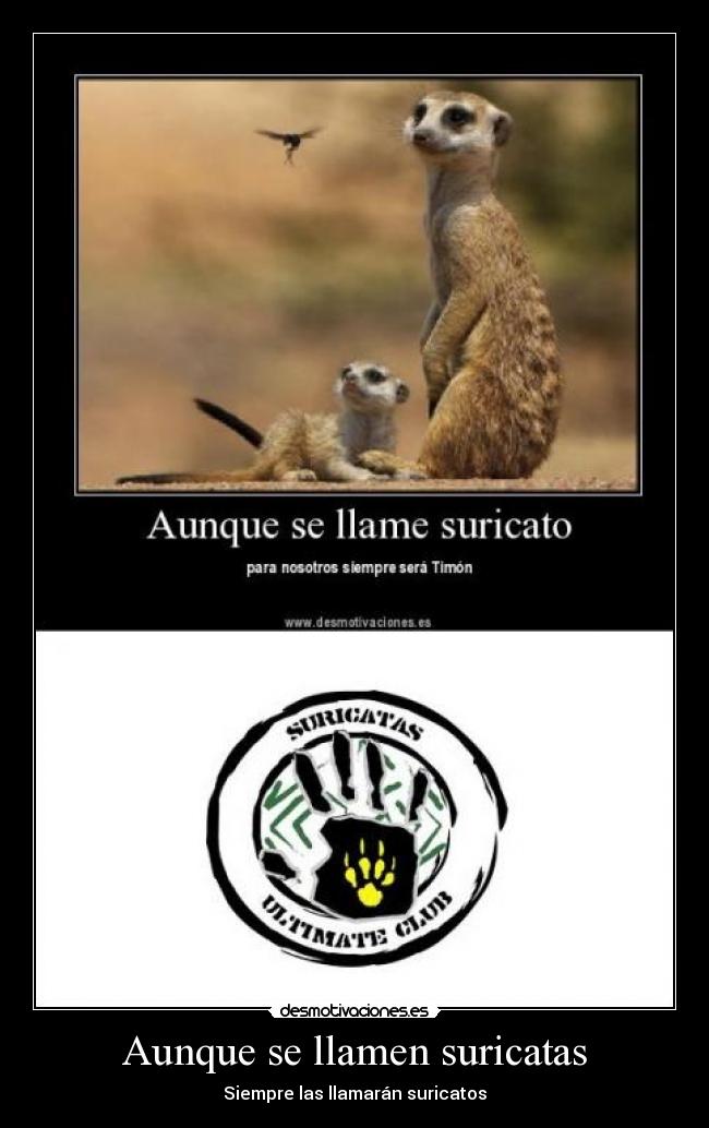 Aunque se llamen suricatas - Siempre las llamarán suricatos