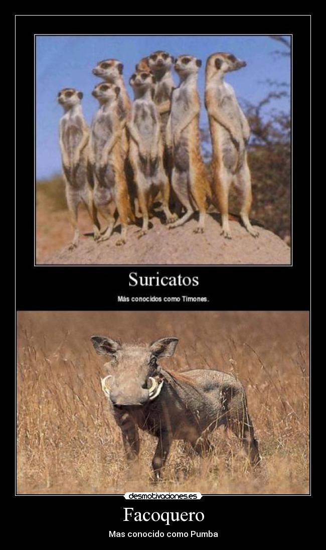 Facoquero - Mas conocido como Pumba