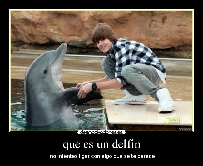 que es un delfin - 