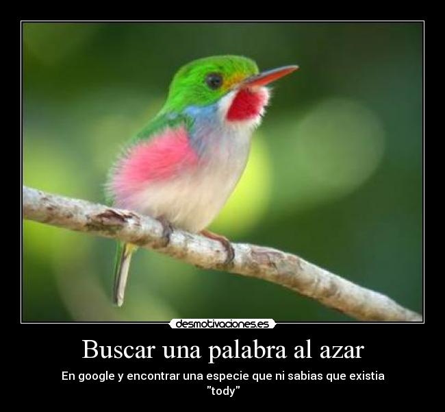 Buscar una palabra al azar - En google y encontrar una especie que ni sabias que existia
tody