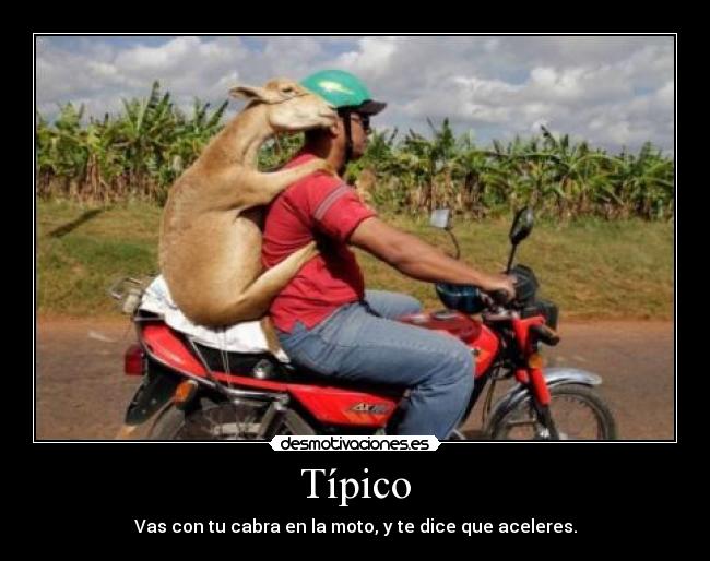 Típico - Vas con tu cabra en la moto, y te dice que aceleres.