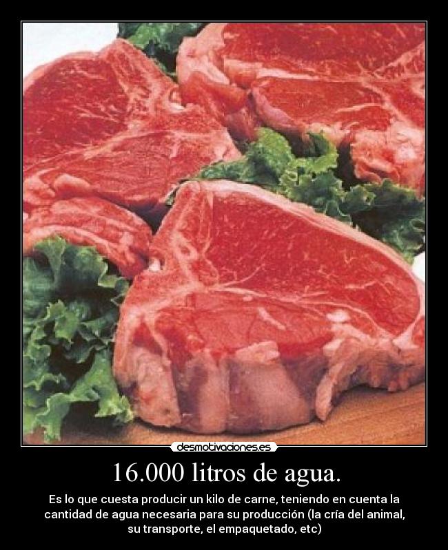 16.000 litros de agua. - Es lo que cuesta producir un kilo de carne, teniendo en cuenta la
cantidad de agua necesaria para su producción (la cría del animal,
su transporte, el empaquetado, etc)