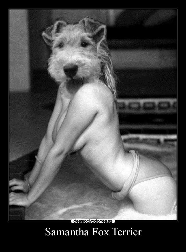 Samantha Fox Terrier -