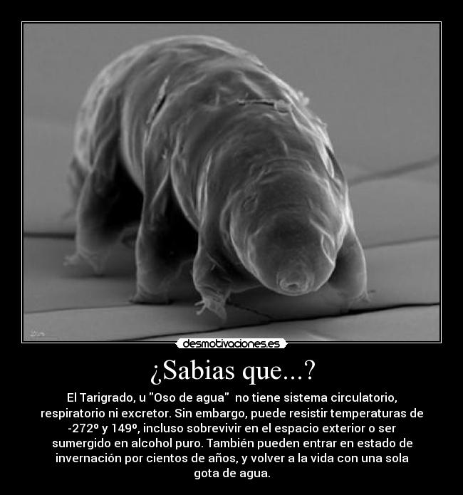 ¿Sabias que...? - El Tarigrado, u Oso de agua no tiene sistema circulatorio,
respiratorio ni excretor. Sin embargo, puede resistir temperaturas de
-272º y 149º, incluso sobrevivir en el espacio exterior o ser
sumergido en alcohol puro. También pueden entrar en estado de
invernación por cientos de años, y volver a la vida con una sola
gota de agua.